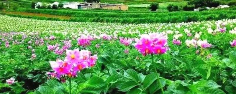 云南四季如春的地方是哪里 云南是一个四季如春的地方