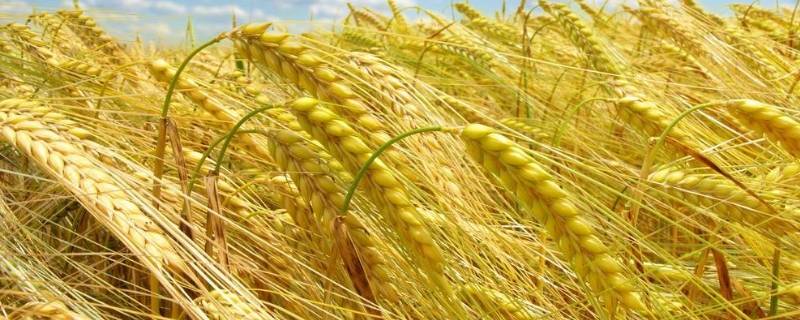 小麦习性 小麦生长特性