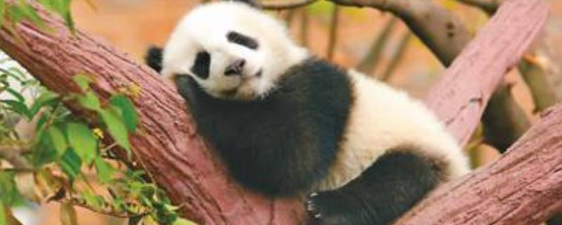 熊猫的寿命 熊猫的寿命一般是多少年