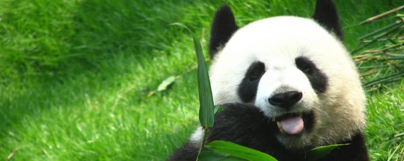 熊猫是怎么吃竹子的（熊猫是怎么吃竹子的视频）