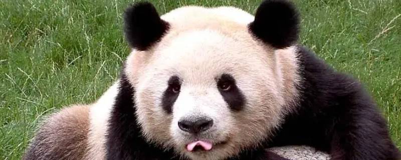 国宝大熊猫的类别是什么（国宝大熊猫的类别是什么百度百科）