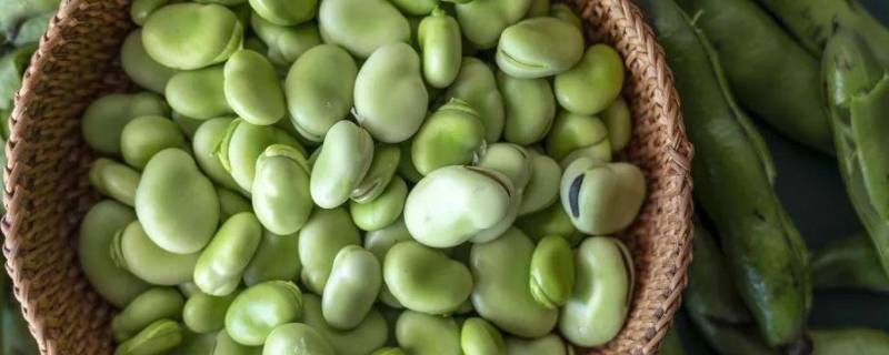 蚕豆怎么保存冷冻 蚕豆如何冷藏保鲜到冬季
