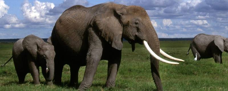 大象公母怎么区别（大象公和母的区别）