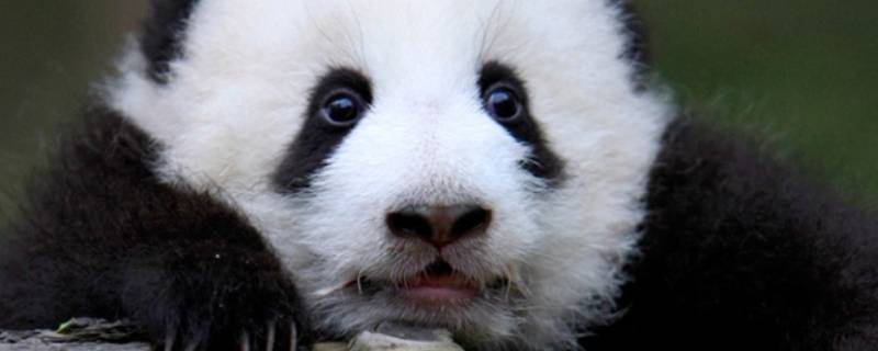 熊猫有几个品种 中国的熊猫品种有哪些