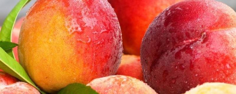 新鲜桃子怎么保存 桃子如何保存保鲜