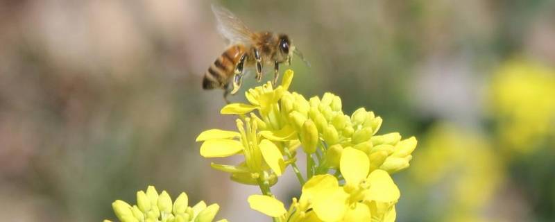 壁蜂的特点 蜜蜂的特点与性质