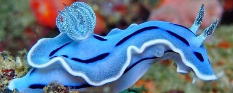 海蛞蝓的特点 海螵蛸的鉴别特征