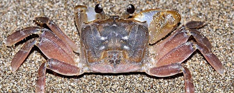 沙滩上打孔的什么蟹 沙滩挖洞的螃蟹是什么蟹