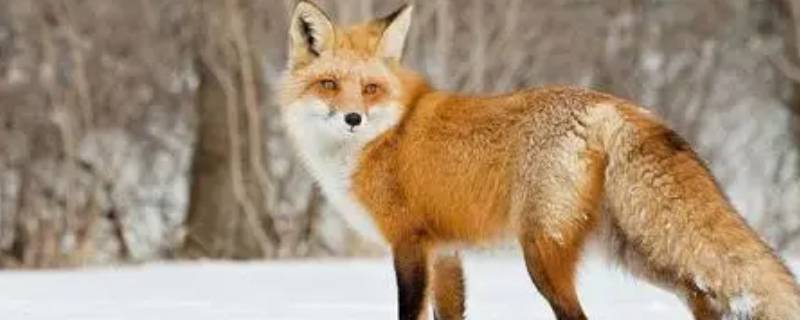 狐狸的特点 狐狸的特点和外形描述