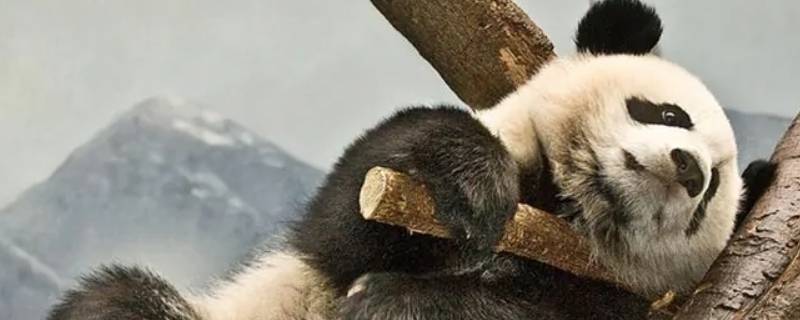 大熊猫的特点有哪些（中国大熊猫的特点有哪些）