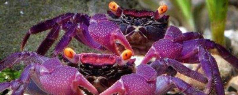吸血鬼蟹的特点（紫色吸血鬼蟹）