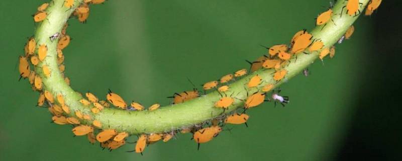 蚜虫的特点 蚜虫的特点和生活特征