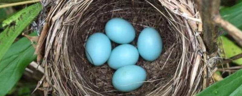 淡绿色蛋壳是什么鸟的蛋 蛋壳是绿色的是什么鸟
