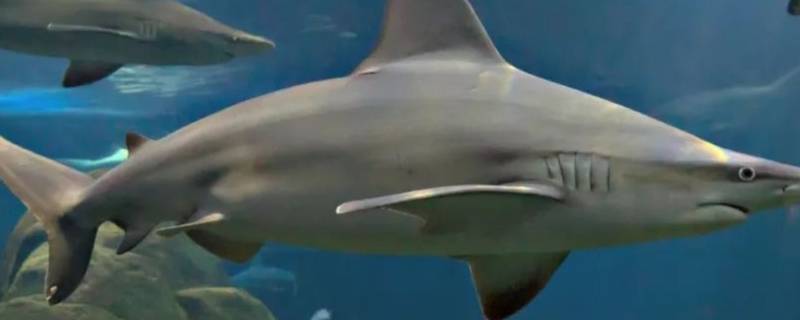 条纹斑竹鲨的特点 条纹斑竹鲨的饲养