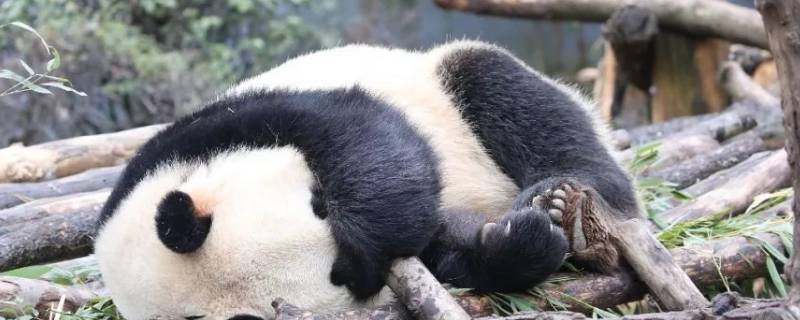 大熊猫是怎么睡觉的（大熊猫是怎样睡觉）