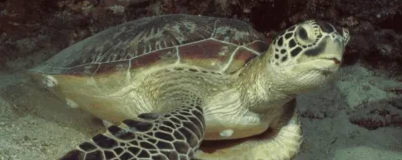 太平洋丽龟的特点（太平洋海龟的什么样子?）