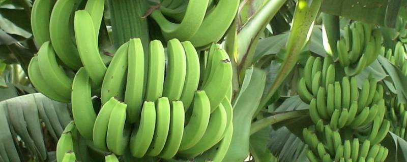 青香蕉可以吃吗 网上买的青香蕉可以吃吗