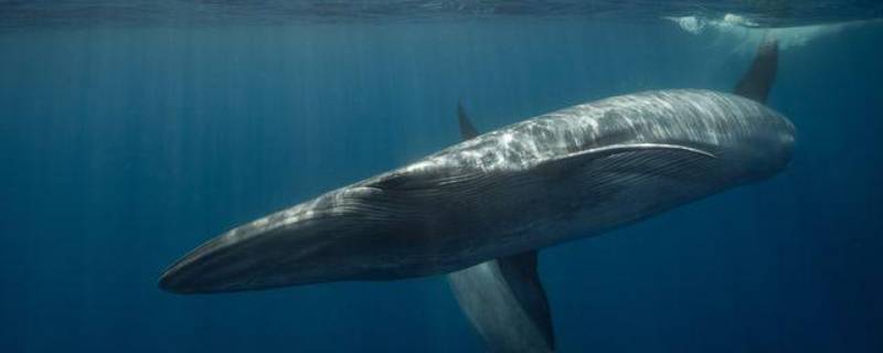 露脊鲸的特点（北露脊鲸和南露脊鲸的区别）