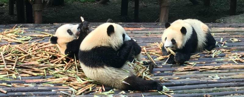大熊猫如何吃竹子（大熊猫如何吃竹子的）