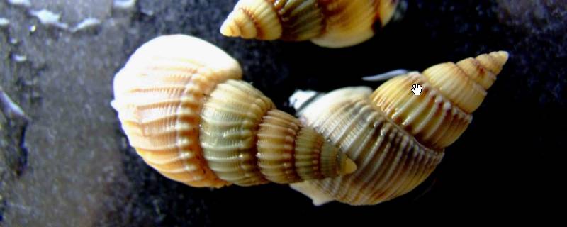 织纹螺是什么 织纹螺是什么螺