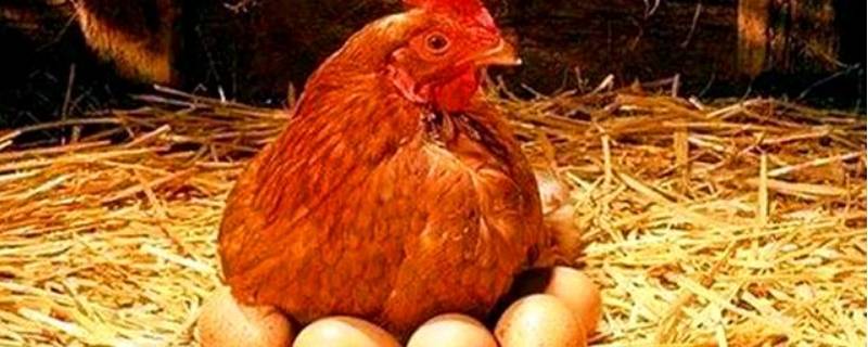 公鸡下蛋还是母鸡下蛋 鸡是公鸡下蛋还是母鸡下蛋