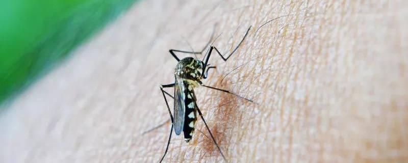 吸引蚊子的办法 有什么方法吸引蚊子