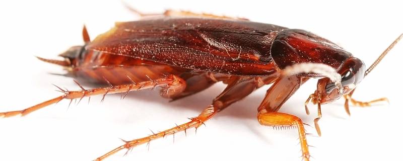 蟑螂卵会寄生在人体吗 蟑螂卵会在人体内存活吗