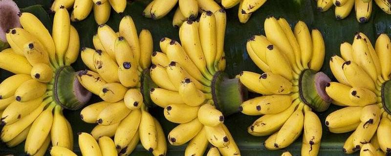 短粗的香蕉是什么香蕉（短又粗的是什么香蕉）