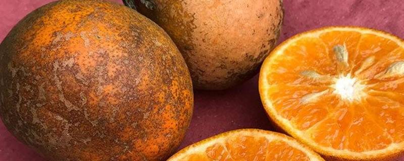 脏脏橙是什么水果（脏脏橙产地）
