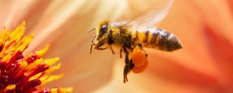 意蜂和中蜂有什么区别（中蜂和意蜂的区别在哪里）