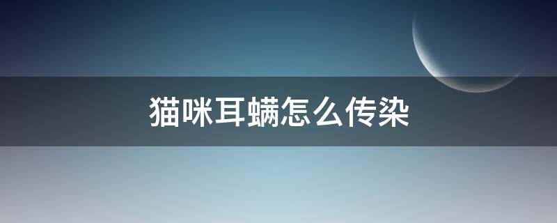 猫咪耳螨怎么传染 猫咪耳螨怎么传染其他猫