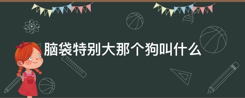 脑袋特别大那个狗叫什么 狗头特别大的是什么狗