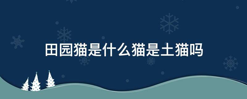 田园猫是什么猫是土猫吗（田园猫是什么猫?是土猫吗?）