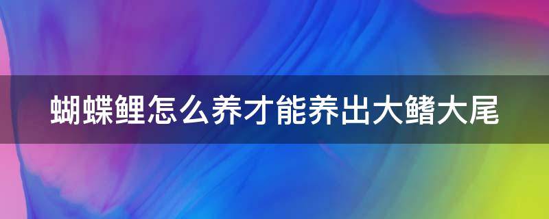 蝴蝶鲤怎么养才能养出大鳍大尾（蝴蝶鲤一年能长几厘米）