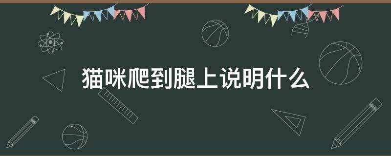 猫咪爬到腿上说明什么 猫咪往腿上爬什么意思