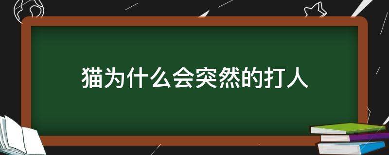 猫为什么会突然的打人 猫为什么会无缘无故打人