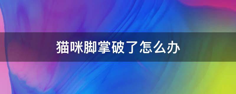 猫咪脚掌破了怎么办 猫咪的脚破了怎么办