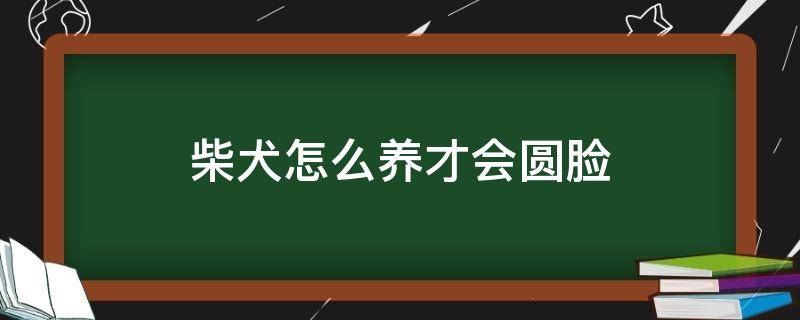 柴犬怎么养才会圆脸 柴犬怎么养成大饼脸