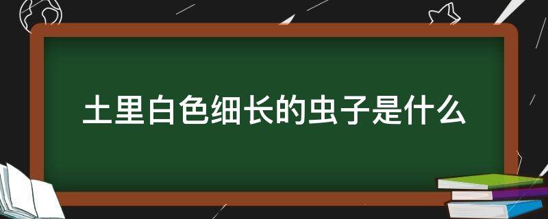 土里白色细长的虫子是什么（土里白色的小虫子是什么）