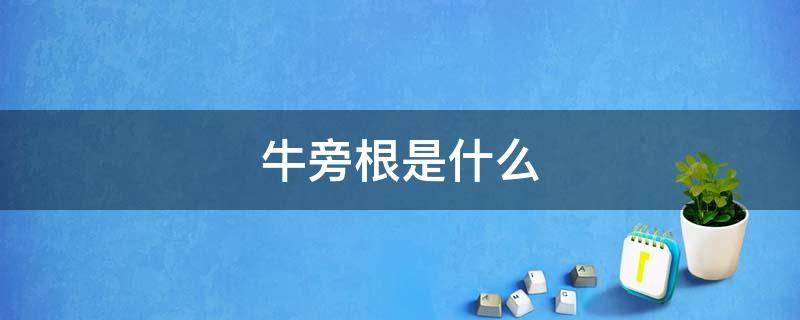 牛旁根是什么（牛旁根是什么用）