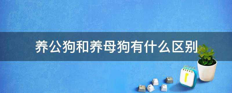 养公狗和养母狗有什么区别 养狗是养公的还是母的