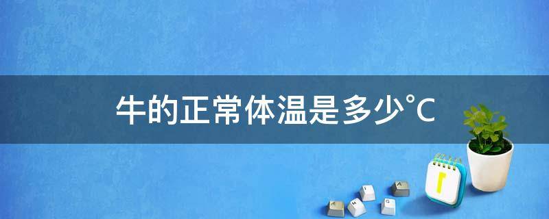 牛的正常体温是多少°C（牛的体温正常体温是多少）