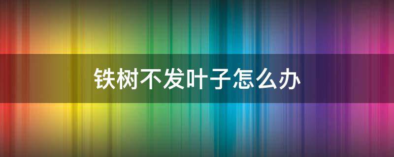 铁树不发叶子怎么办 铁树不长叶子了怎么办