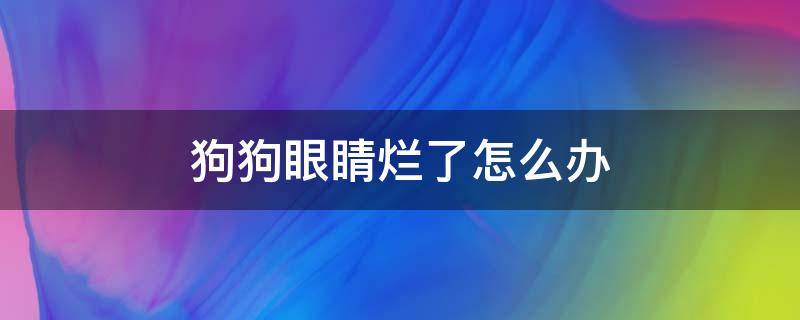 狗狗眼睛烂了怎么办（小狗眼睛烂了怎么办）