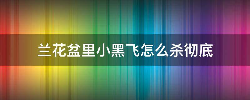 兰花盆里小黑飞怎么杀彻底 花盆里面的小黑飞有没有绝招处理