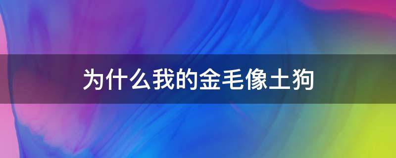 为什么我的金毛像土狗 金毛跟土狗有什么区别