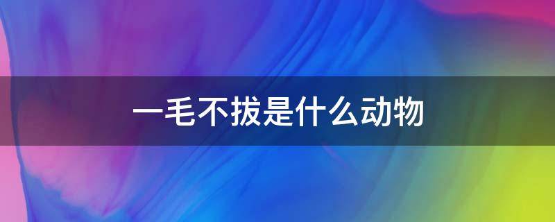 一毛不拔是什么动物（一毛不拔是什么动物有哪几肖）