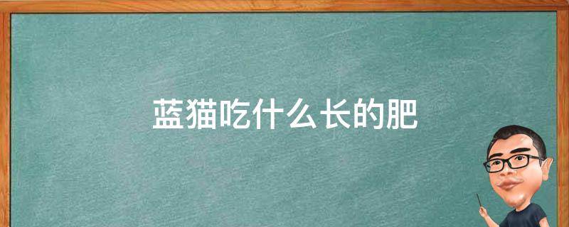 蓝猫吃什么长的肥 蓝猫吃什么长得肥