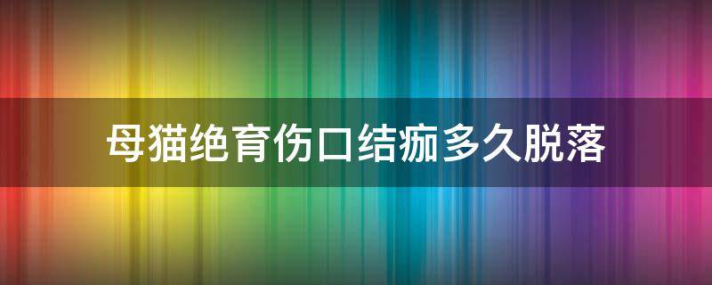 母猫绝育伤口结痂多久脱落 母猫绝育后伤口多久结痂