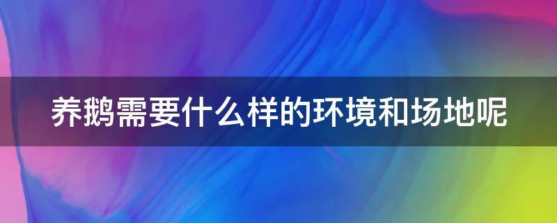 养鹅需要什么样的环境和场地呢（养鹅需要什么样的环境和场地呢英语）